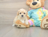 7 week old Maltipoo Puppy For Sale - Premier Pups