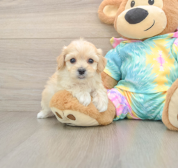 6 week old Maltipoo Puppy For Sale - Premier Pups