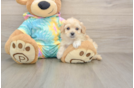 Best Maltipoo Baby