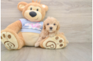 Maltipoo Puppy for Adoption