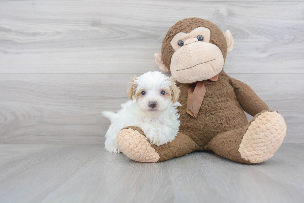 Maltipoo Pup Being Cute