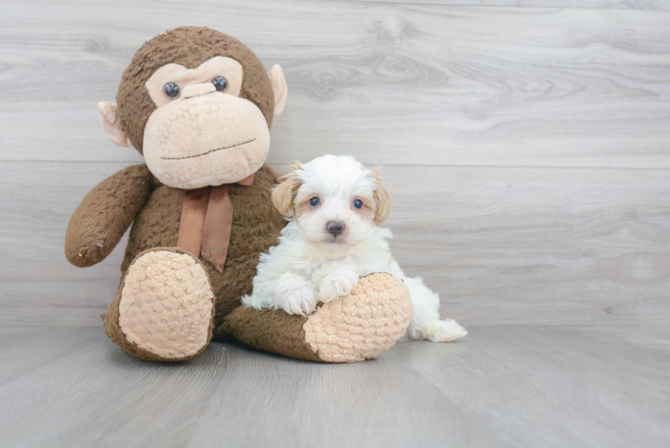 Adorable Maltepoo Poodle Mix Puppy