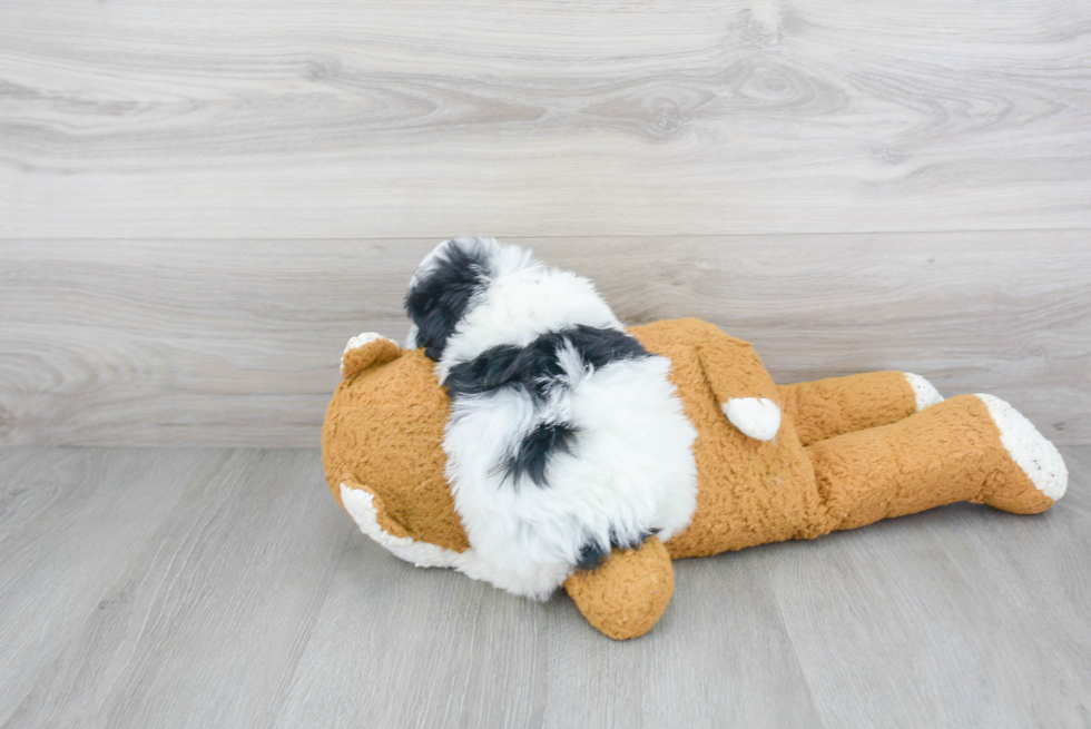 Maltipoo Pup Being Cute