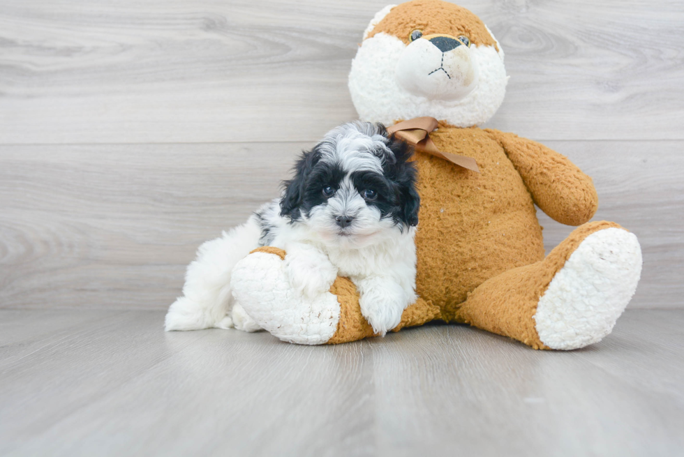 Maltipoo Puppy for Adoption