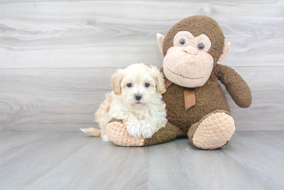 Smart Maltipoo Poodle Mix Pup