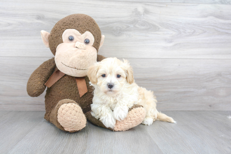 Smart Maltipoo Poodle Mix Pup