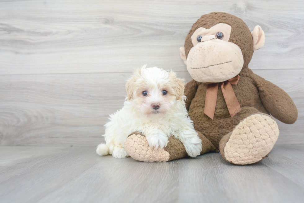 Smart Maltipoo Poodle Mix Pup