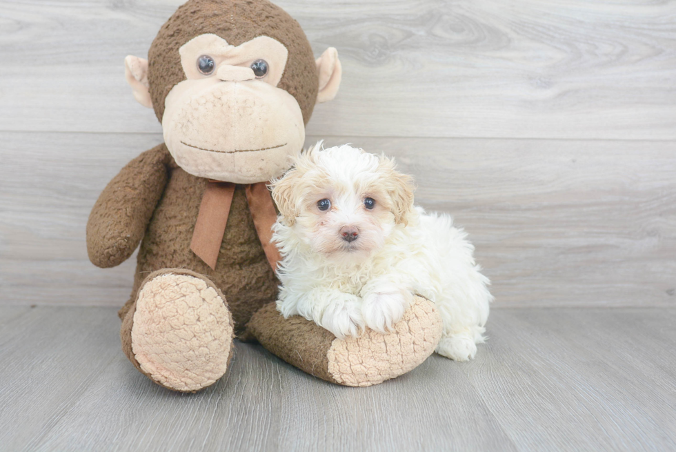 Energetic Maltese Poodle Poodle Mix Puppy