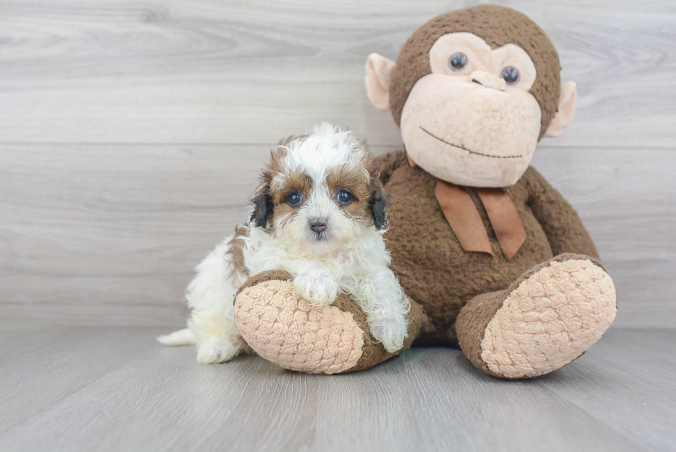 Popular Maltipoo Poodle Mix Pup