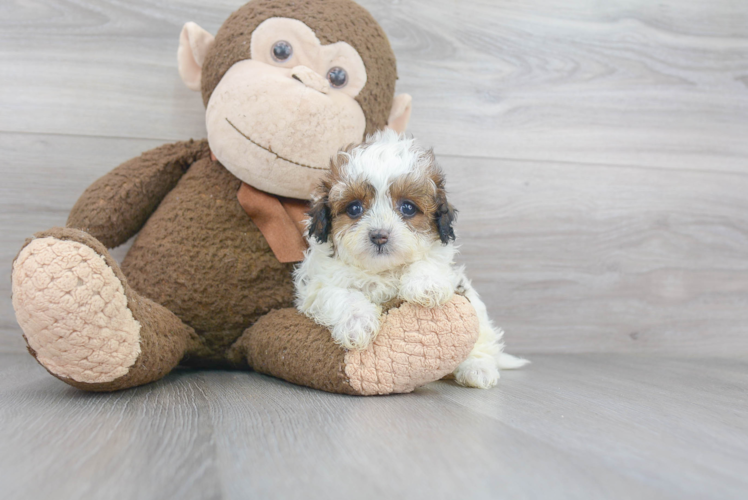 Cute Maltipoo Baby