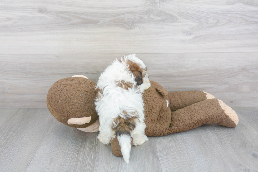 Small Maltipoo Baby