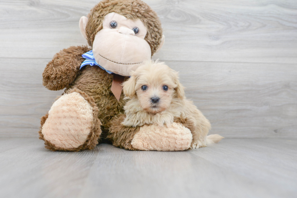 Maltipoo Puppy for Adoption