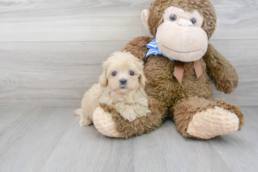 Cute Maltipoo Baby