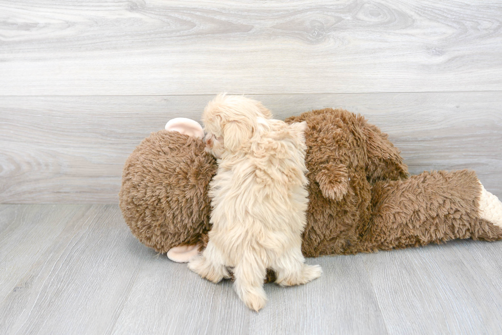 Playful Maltepoo Poodle Mix Puppy