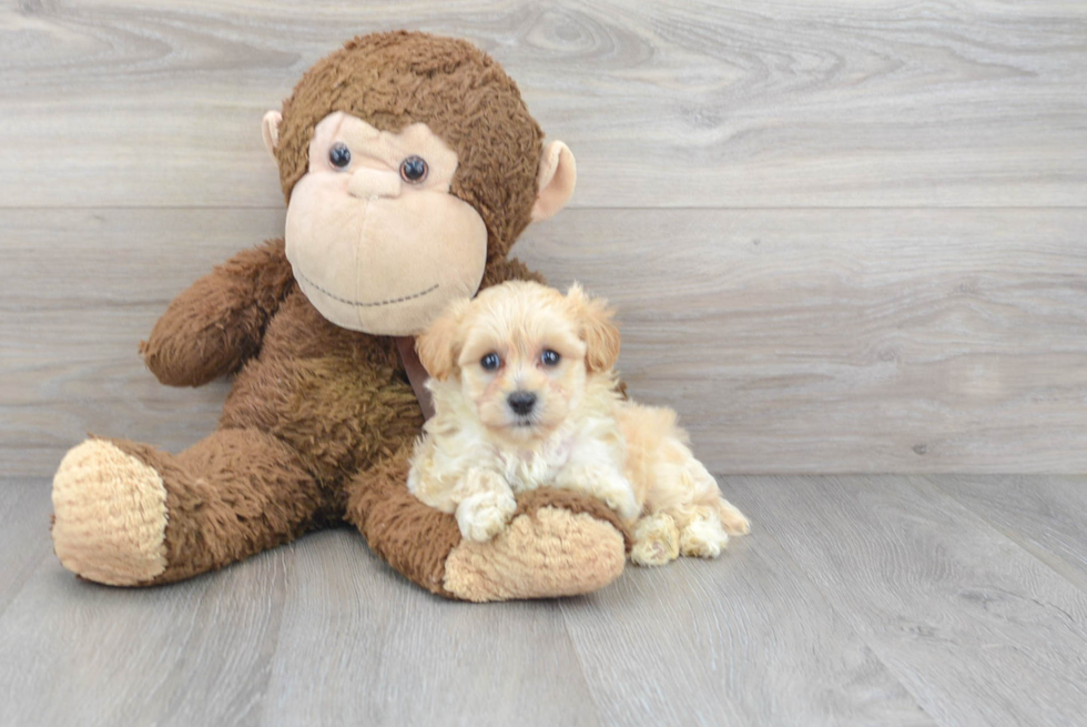 Hypoallergenic Maltepoo Poodle Mix Puppy