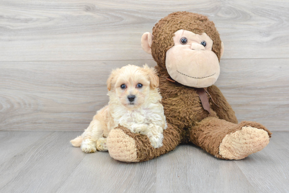 Maltipoo Puppy for Adoption