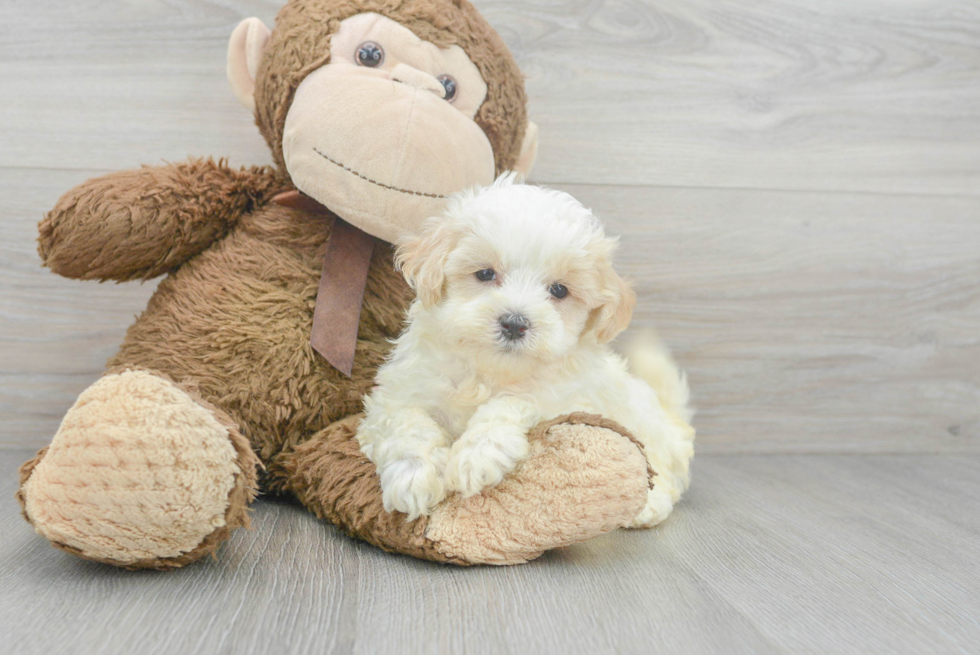 Playful Maltepoo Poodle Mix Puppy