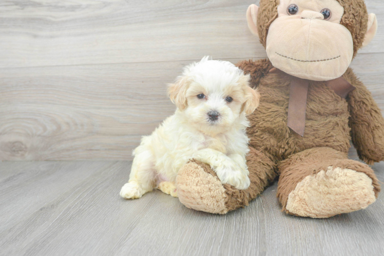 Best Maltipoo Baby