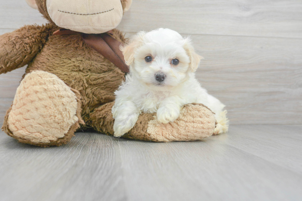 Fluffy Maltipoo Poodle Mix Pup