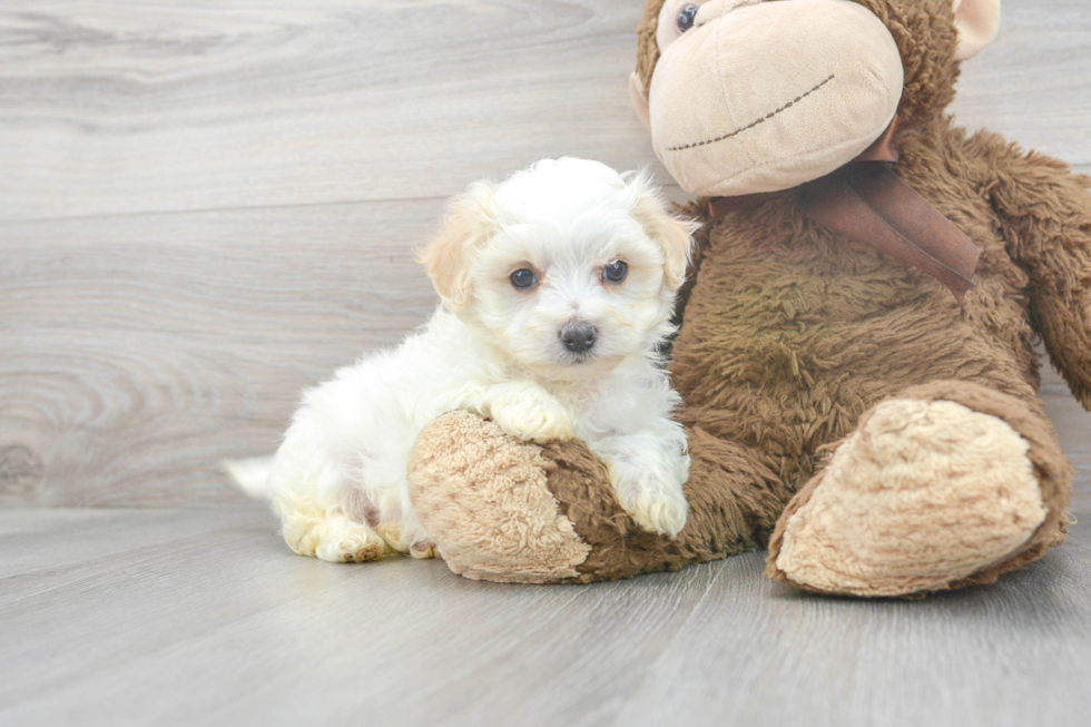 Smart Maltipoo Poodle Mix Pup