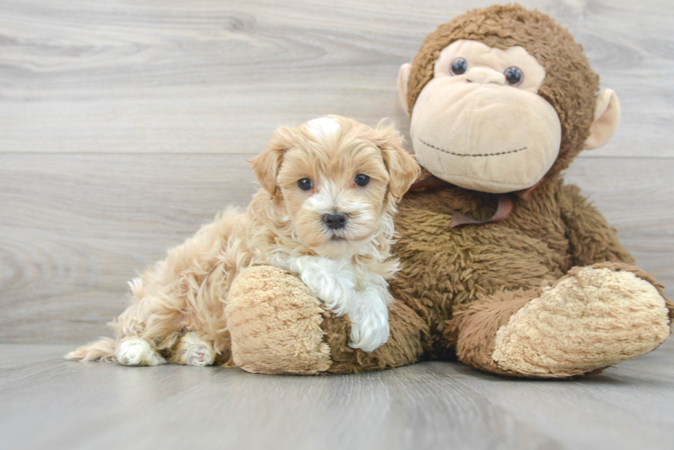 Maltipoo Pup Being Cute