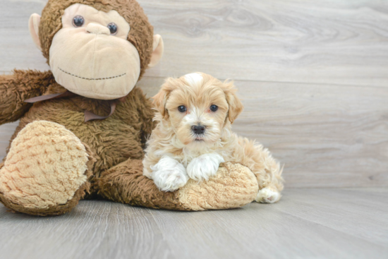 Maltipoo Pup Being Cute