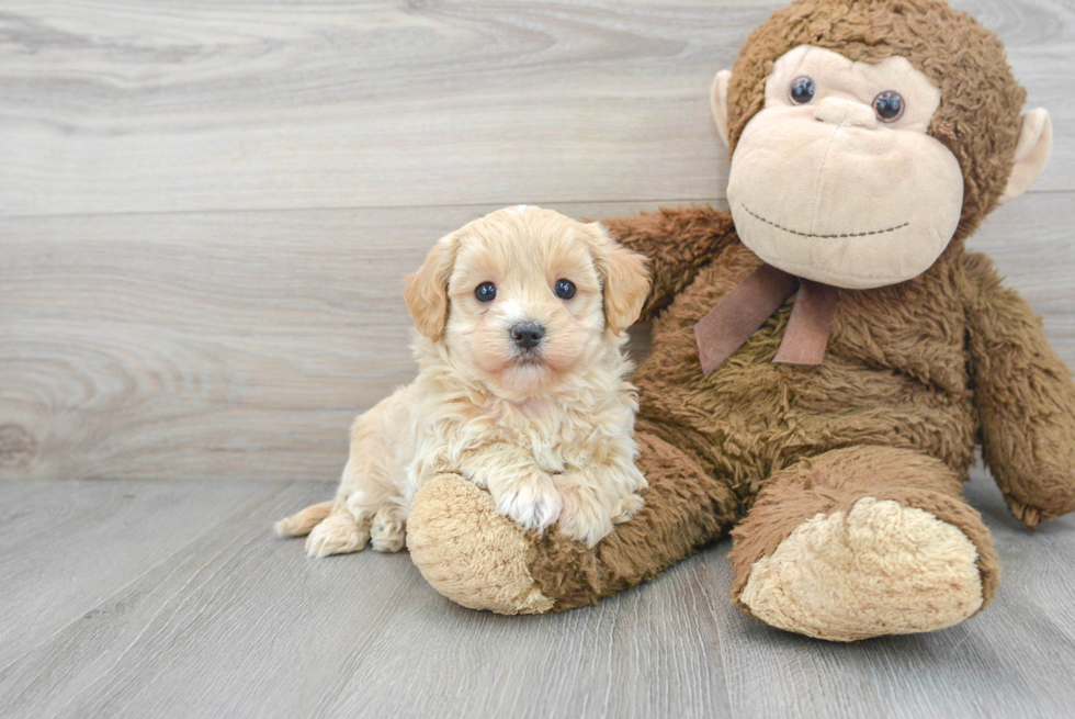 Energetic Maltepoo Poodle Mix Puppy