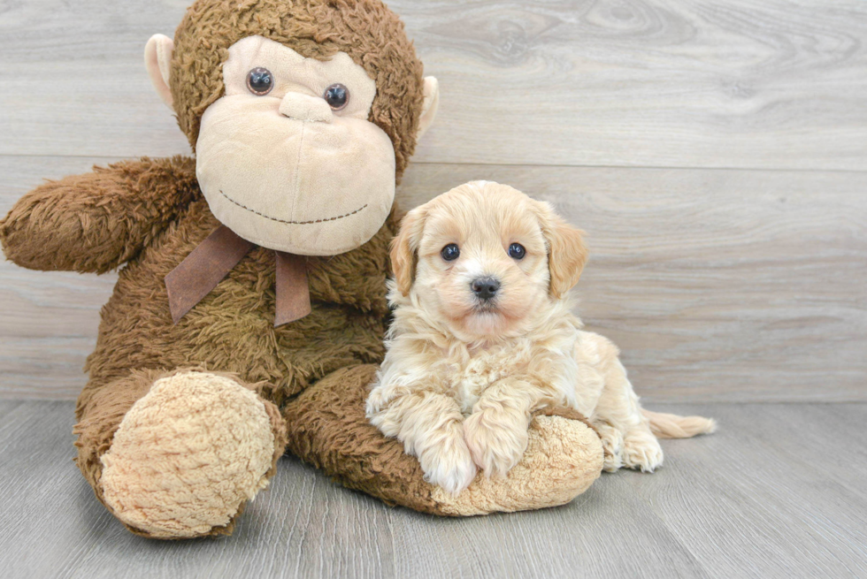 Little Maltese Poodle Poodle Mix Puppy