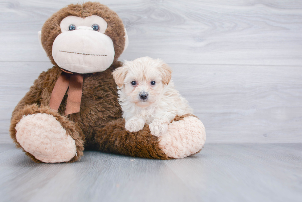 Hypoallergenic Maltepoo Poodle Mix Puppy