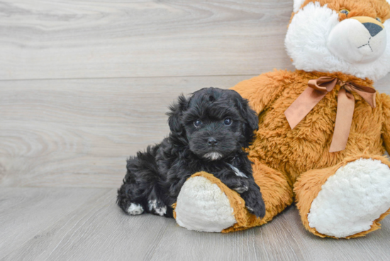 Best Maltipoo Baby