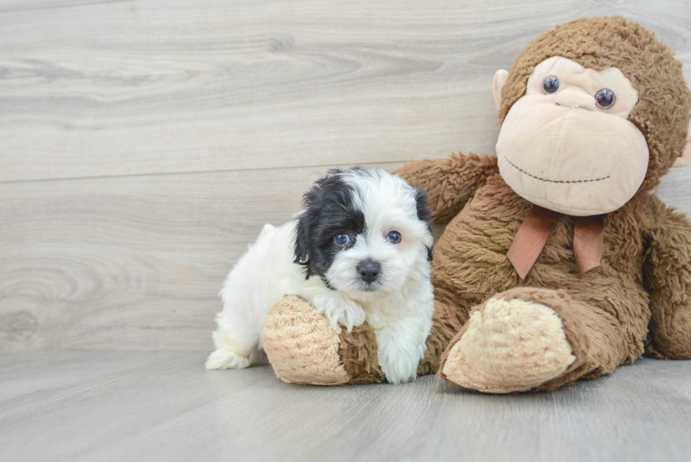 Sweet Maltipoo Baby