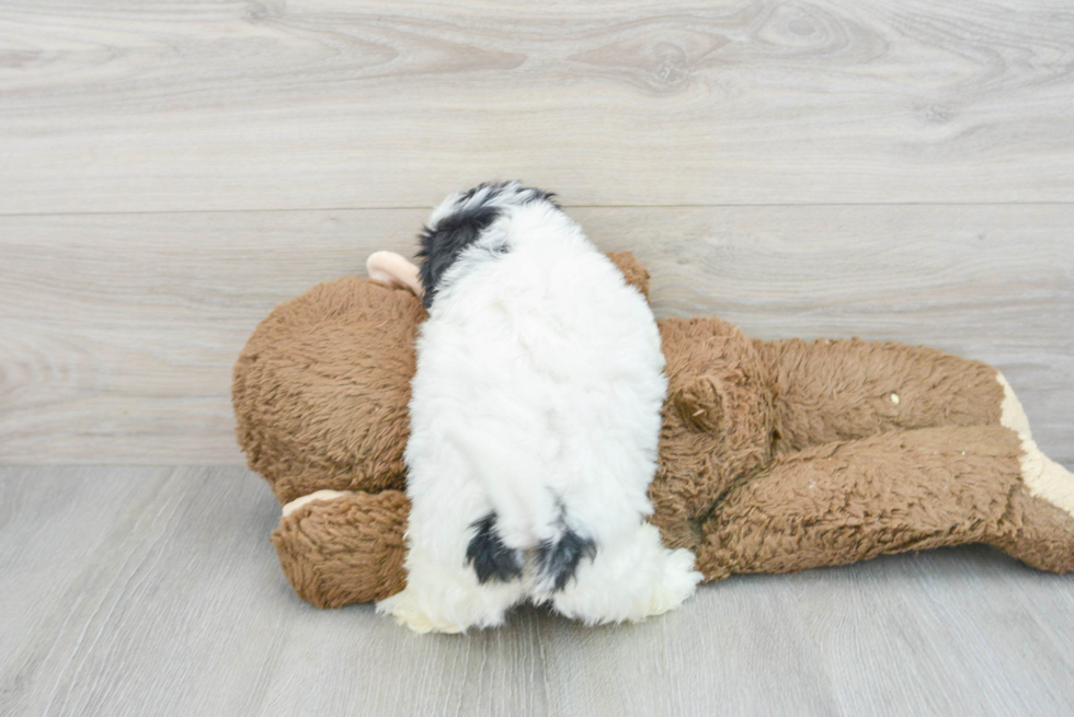 Smart Maltipoo Poodle Mix Pup