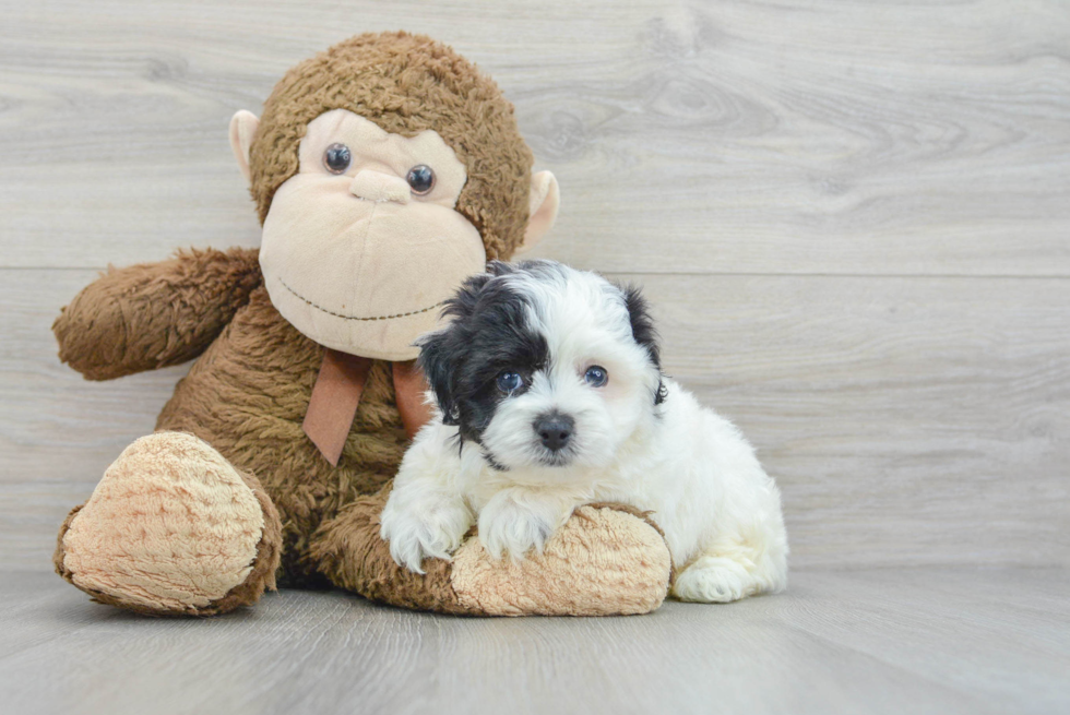 Maltipoo Puppy for Adoption