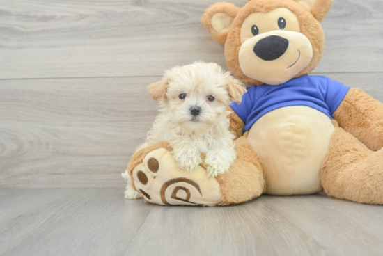 Best Maltipoo Baby