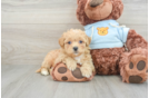 Maltipoo Pup Being Cute