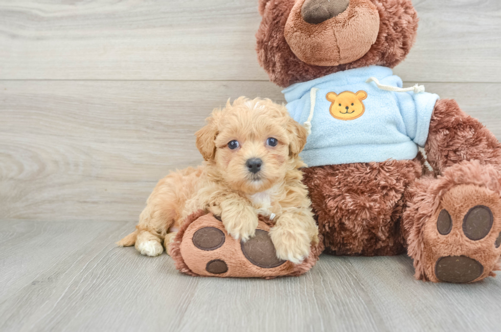 6 week old Maltipoo Puppy For Sale - Premier Pups