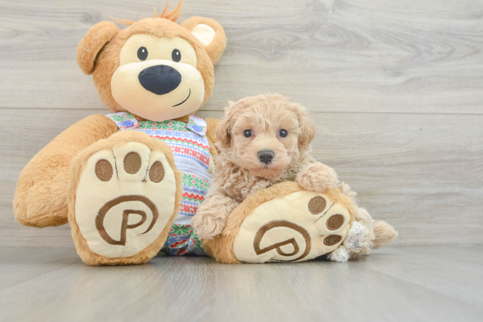 Maltipoo Pup Being Cute