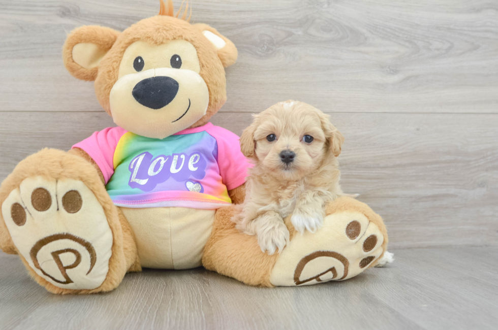 6 week old Maltipoo Puppy For Sale - Premier Pups