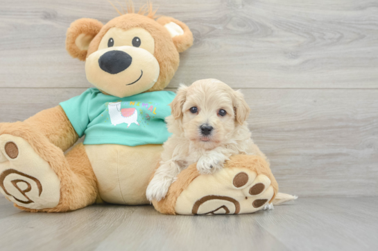 Maltipoo Pup Being Cute