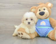 8 week old Maltipoo Puppy For Sale - Premier Pups