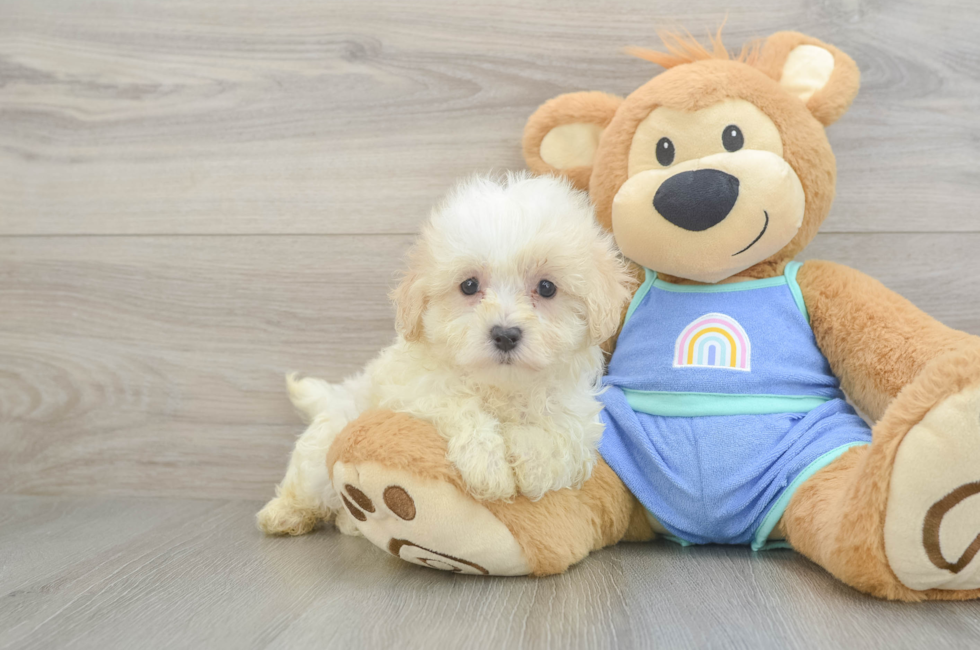 7 week old Maltipoo Puppy For Sale - Premier Pups