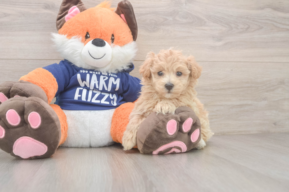 6 week old Maltipoo Puppy For Sale - Premier Pups