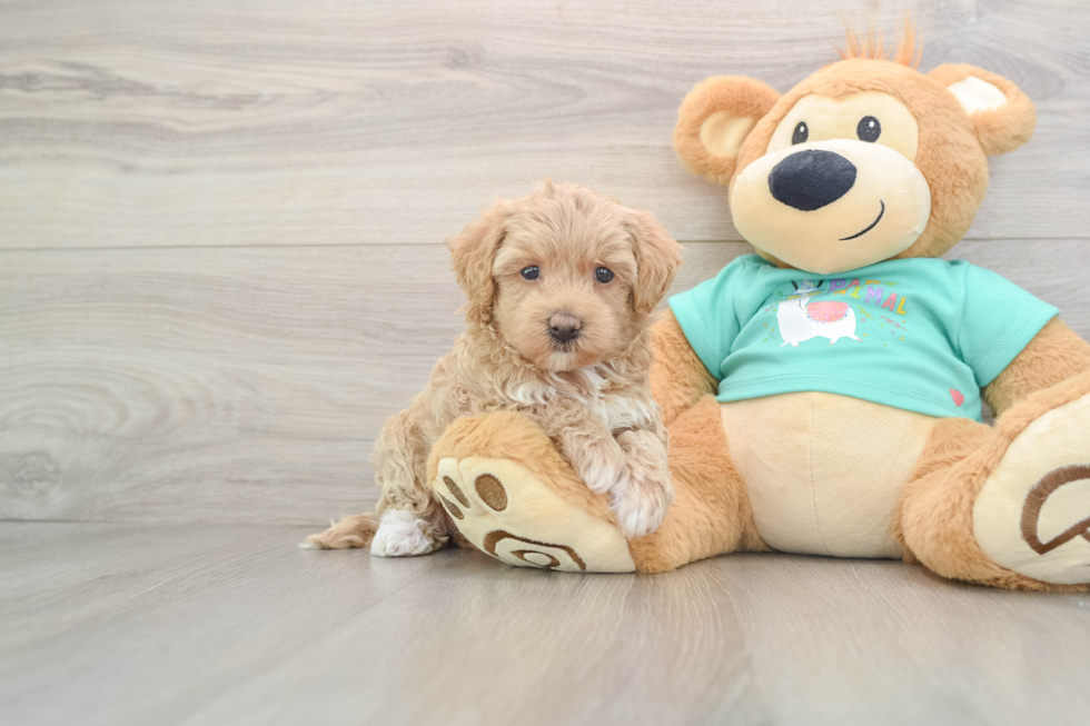 Maltipoo Pup Being Cute