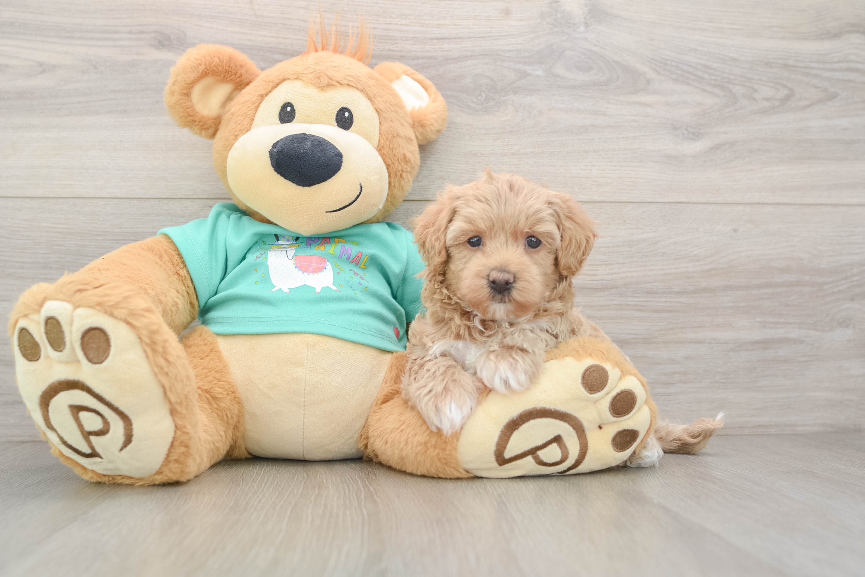 Best Maltipoo Baby