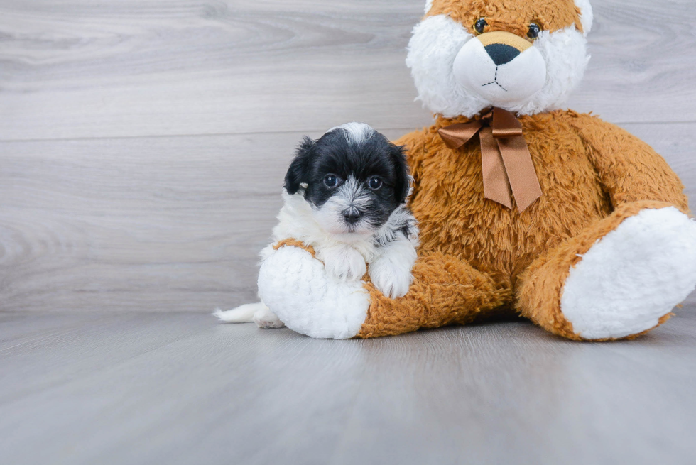 Smart Maltipoo Poodle Mix Pup