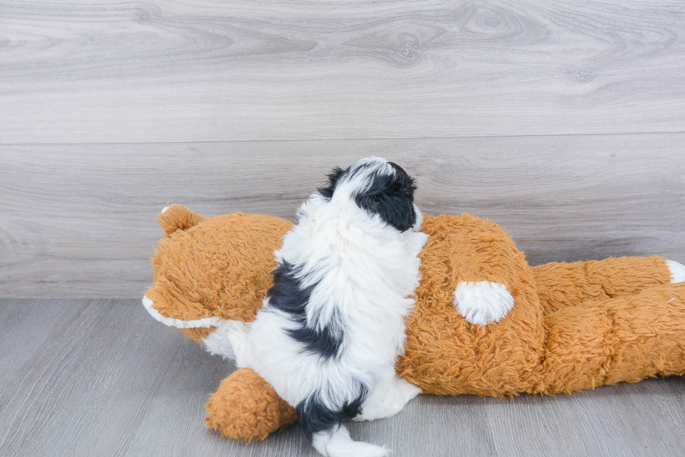 Petite Maltipoo Poodle Mix Pup