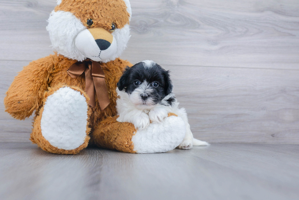 Small Maltipoo Baby