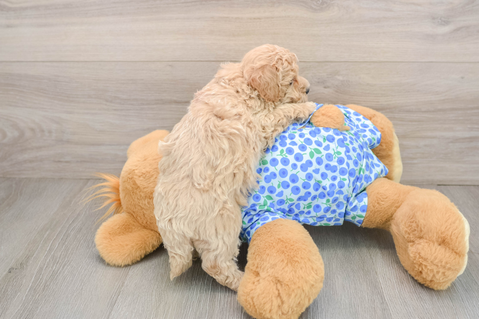 Maltipoo Pup Being Cute