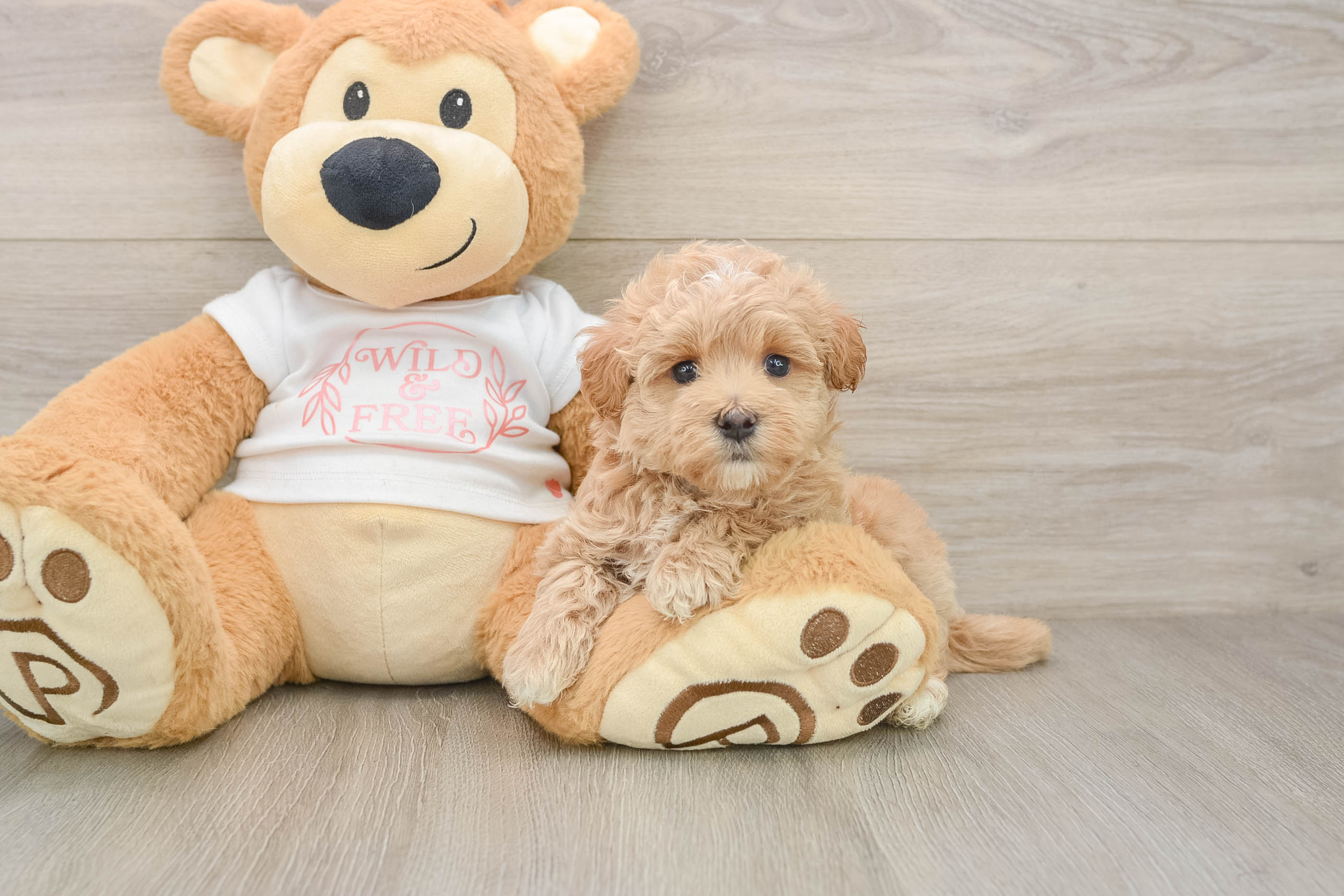 Best Maltipoo Baby