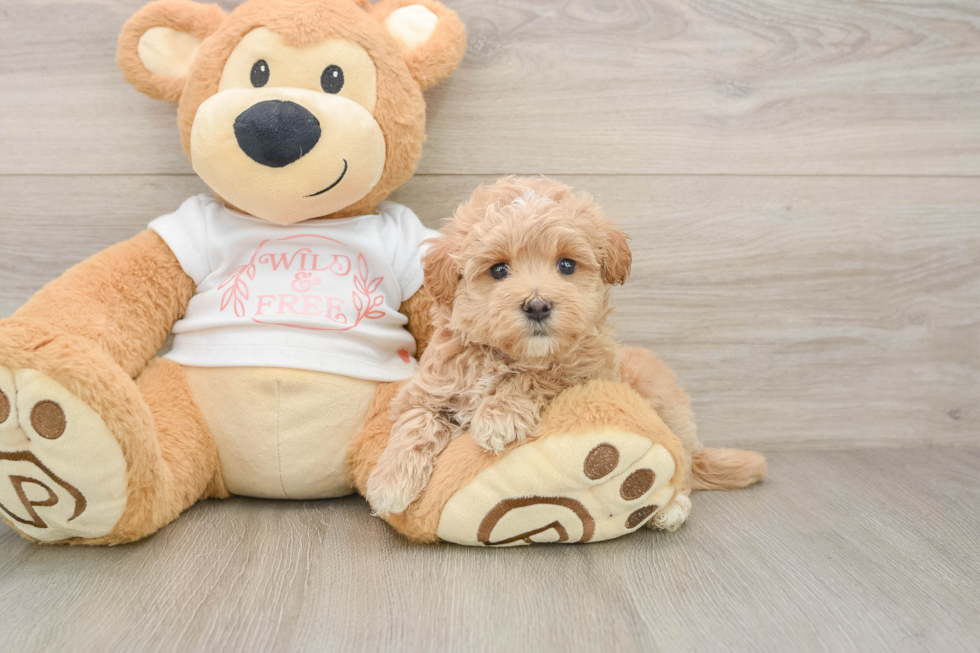 Best Maltipoo Baby